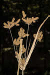 Foxtail flatsedge